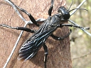 More Spider Wasps
