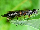 Wood Wasp