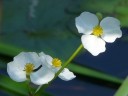Water-plantain Family