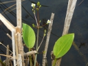 Large Water Plantain