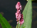 More Water / Swamp Smartweed