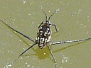 Water Strider
