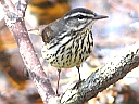 Northern Waterthrush