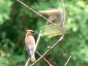 More Cedar Waxwings
