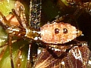 Western Conifer nymph