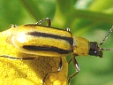 Western Corn Rootworm