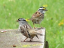 Sparrows