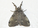 Tussock Moths