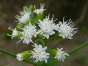 More White Snakeroot