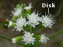 White Snakeroot