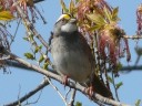 More White-throated Sparrows