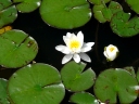 White Water-lily