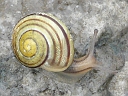 More White-lipped Snail