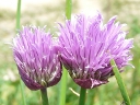 More Wild Chives