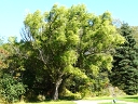 Corkscrew Willow