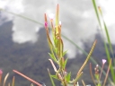 More Fringed Willow Herb