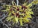 More American Witch-Hazel