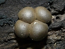 More Wolf's-milk Slime Mould