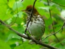 More Wood Thrushes