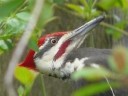 Woodpeckers