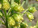 More Beach Wormwood