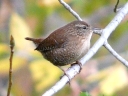 More Winter Wrens