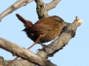 Wrens
