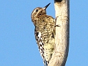Yellow-bellied Sapsucker