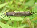 More Yellow-collared Scape Moths
