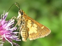 More Peck's Skippers