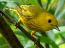 More Yellow Warblers