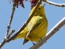 Warblers
