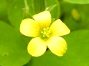 More Yellow Wood Sorrel