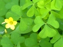 Yellow Wood Sorrel