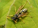 Yellowjackets & Hornets
