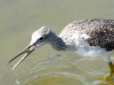 More Greater Yellowlegs