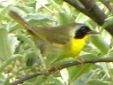 Common Yellowthroat