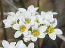 More Early Saxifrage
