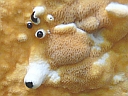 More Unidentified Fungus