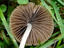More Unidentified Fungus