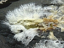 More Unidentified Fungus