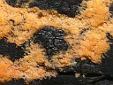 More Unidentified Fungus