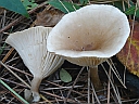 More Unidentified Fungus