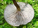 More Unidentified Fungus