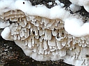 More Unidentified Fungus