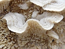 More Unidentified Fungus