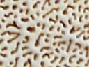 More Unidentified Fungus