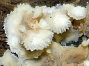 More Unidentified Fungus
