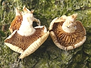 More Unidentified Fungus