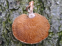 More Unidentified Fungus